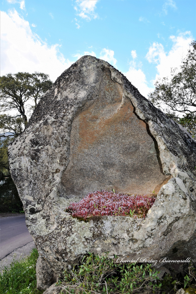 TRADITIONS - Entre sacré et profane : l'Arba di l'Ascinzioni Corsa TRADITIONS - Entre sacré et profane : l'Arba di l'Ascinzioni Corsa