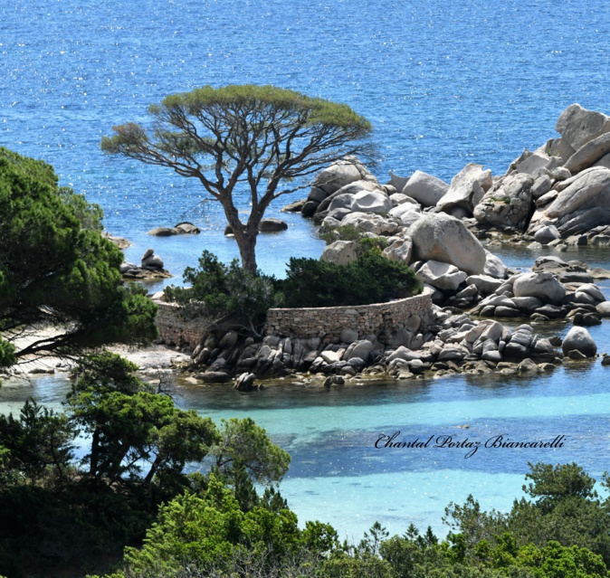 La photo du jour : u pinu cintu de Tamaricciu La photo du jour : u pinu cintu de Tamaricciu