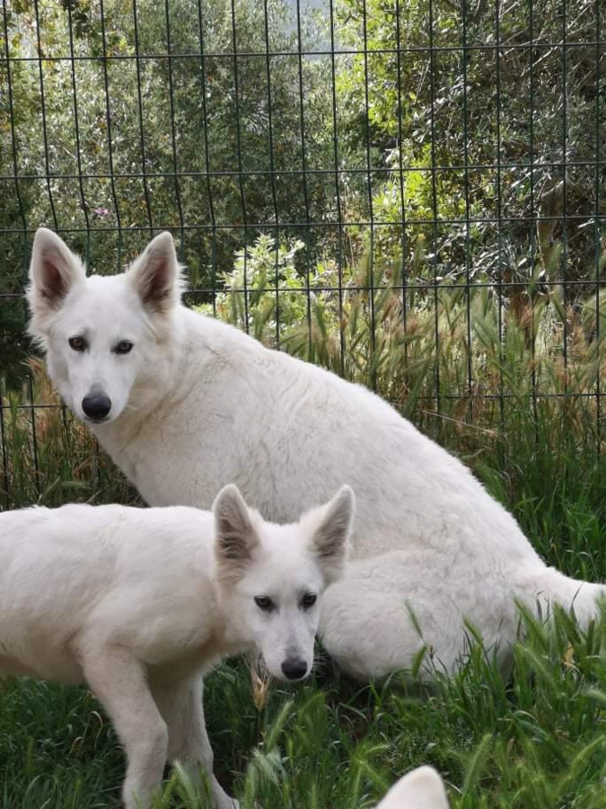 De nouveaux cas de maltraitance animale à Travu De nouveaux cas de maltraitance animale à Travu