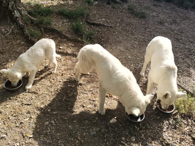 De nouveaux cas de maltraitance animale à Travu De nouveaux cas de maltraitance animale à Travu