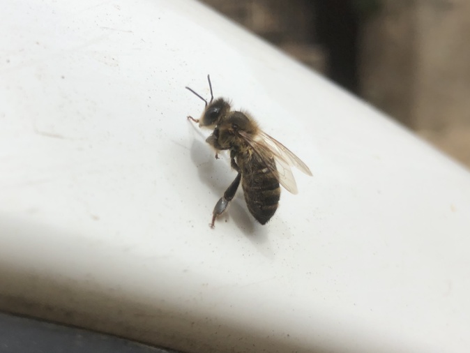 Un nulu d'ape corse in cerca d'una casa