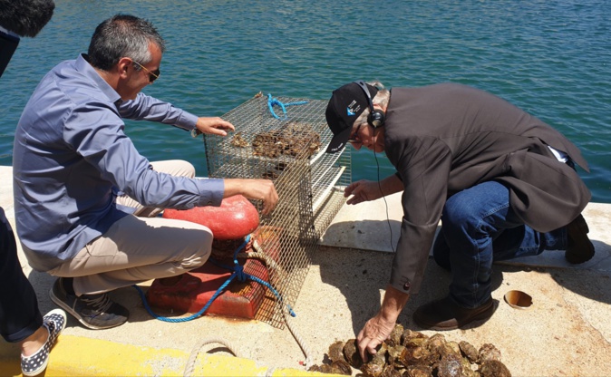 Huitres et oursins : Le projet de Stella Mare au service de la bioéconomie marine Huitres et oursins : Le projet de Stella Mare au service de la bioéconomie marine
