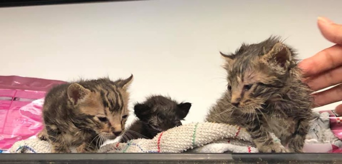 Furiani : Trois chatons dans un sachet plastique jeté dans une poubelle Furiani : Trois chatons dans un sachet plastique jeté dans une poubelle