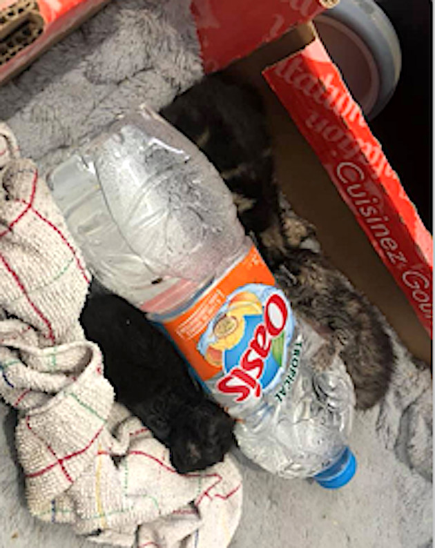 Furiani : Trois chatons dans un sachet plastique jeté dans une poubelle