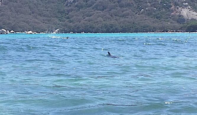Santa Giulia : La SNSM au secours d’un dauphin
