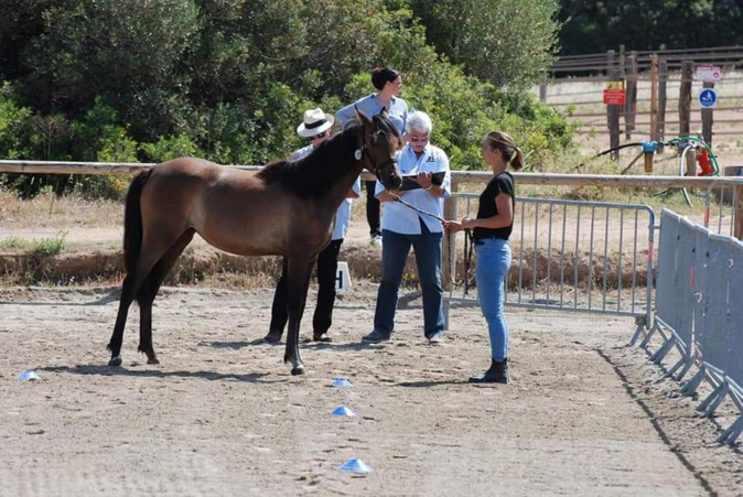 Fay de Fignols, femelle, 1 an arabe engagée par Julie Chanel Fay de Fignols, femelle, 1 an arabe engagée par Julie Chanel