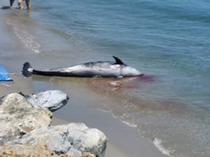 Plage de Pisonaccio :  Un dauphin retrouvé mort