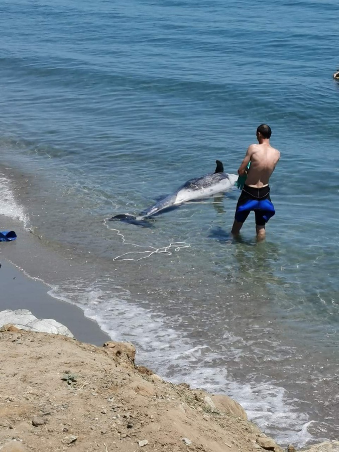 Plage de Pisonaccio :  Un dauphin retrouvé mort