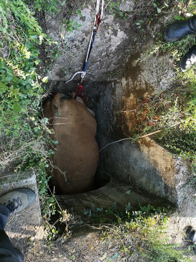 Ospedale : Les pompiers et les services municipaux de Porto-Vecchio au secours d’une vache