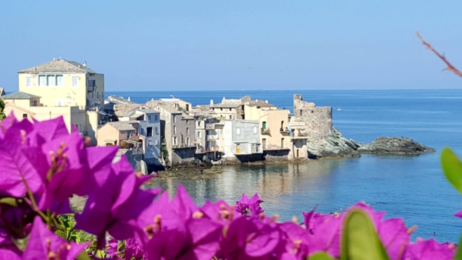 La photo du jour : Bougainvillier en fleur à Erbalonga