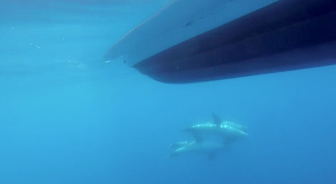 VIDEO - A la rencontre des dauphins de Risso au large du Cap Corse VIDEO - A la rencontre des dauphins de Risso au large du Cap Corse
