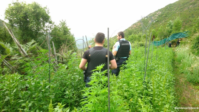 Cuttoli-Cortichiato : à qui est la plantation de cannabis ?