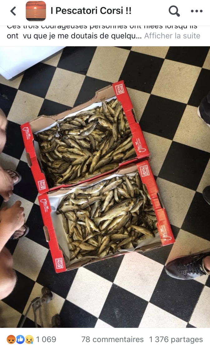 Muratu : 340 truites, de 5 à 15 cm abandonnées par des braconniers mis en fuite Muratu : 340 truites, de 5 à 15 cm abandonnées par des braconniers mis en fuite