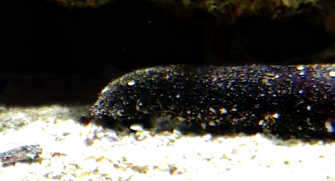 Corse : la capture, le transport et la détention de concombres de mer interdits Corse : la capture, le transport et la détention de concombres de mer interdits