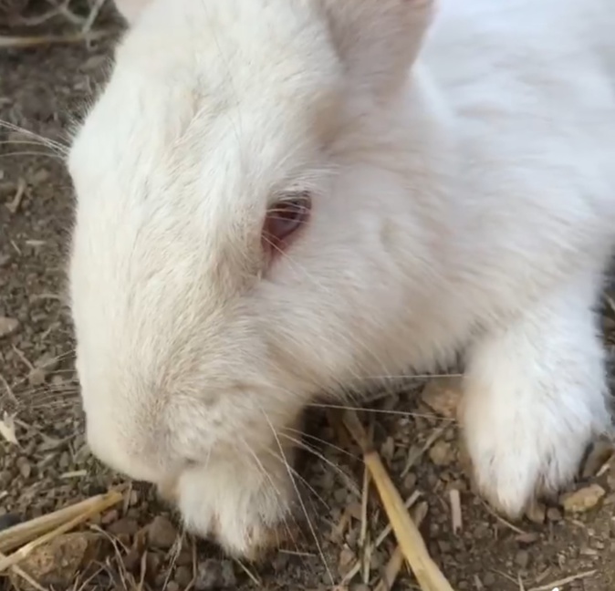 Le lapin blanc, mascotte du parc a été volé Le lapin blanc, mascotte du parc a été volé