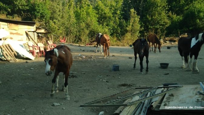 Deux chevaux morts et 10 en piteux état dans une pension équine de Haute-Corse Deux chevaux morts et 10 en piteux état dans une pension équine de Haute-Corse