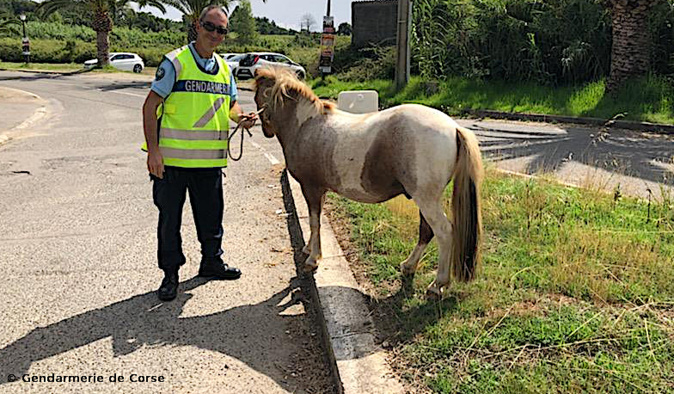 Taglio-Isolaccio : la cavale de « Biscuit » Taglio-Isolaccio : la cavale de « Biscuit »