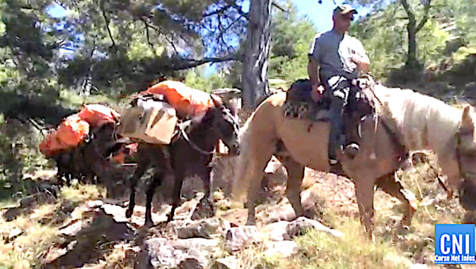 VIDEO - I mulateri d'oghje, un mistieru chì franche e generazione VIDEO - I mulateri d'oghje, un mistieru chì franche e generazione