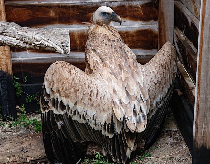 Les agents du parc naturel régional de Corse au chevet d'un vautour fauve Les agents du parc naturel régional de Corse au chevet d'un vautour fauve