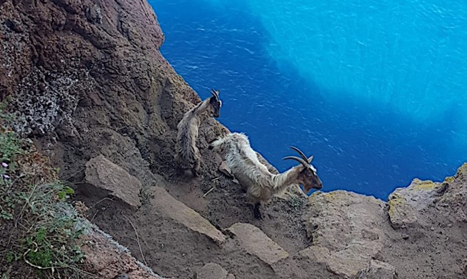 Scandola : Les pompiers du groupe montagne au secours de deux chèvres