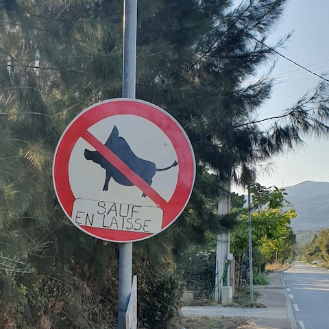 Les insolites de l'été : interdit aux sangliers