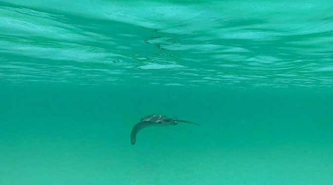 Pietrosella : une raie pastenague observée au Ruppione Pietrosella : une raie pastenague observée au Ruppione