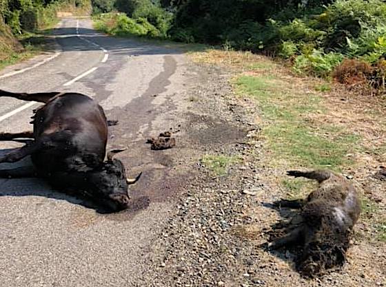 Porri :  Plusieurs vaches abattues en quelques jours