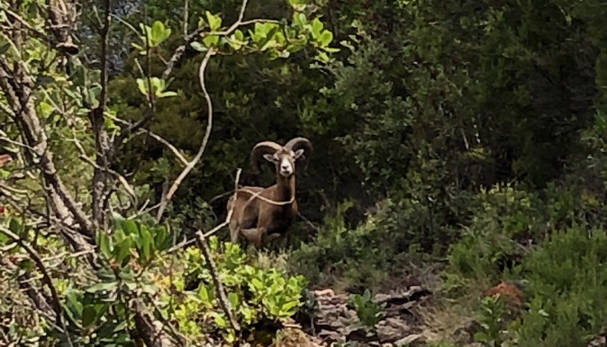 La photo du jour : le mouflon de Bonifatu