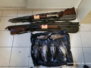 Ne tirez pas sur les pigeons et les tourterelles Ne tirez pas sur les pigeons et les tourterelles