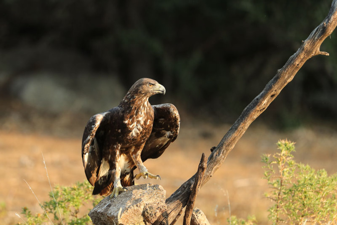 Photos David Gautier et René Roger. Photos David Gautier et René Roger.