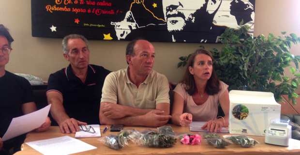 Le syndicat des oléiculteurs de Corse interpelle les autorités sur la bactérie  Xylella Fastidiosa