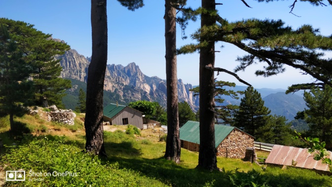La photo du jour : sous les pins du col de Bavella La photo du jour : sous les pins du col de Bavella