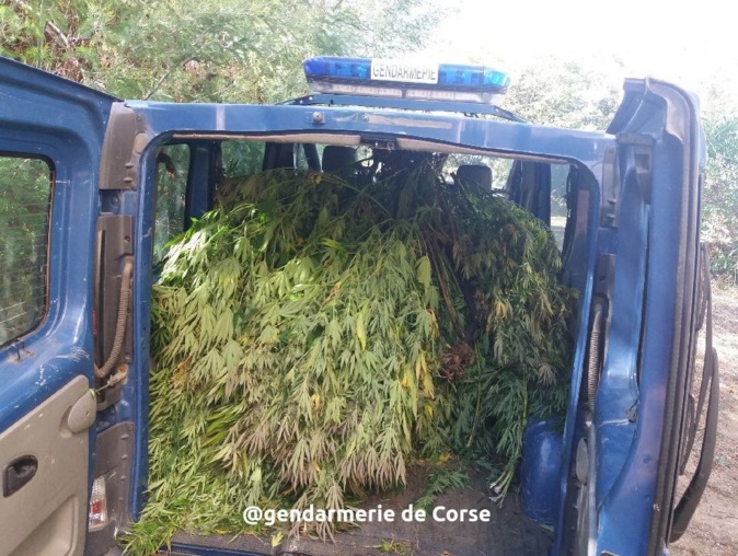 Corse du Sud : 254 pieds et 350 branches de cannabis saisis par les gendarmes Corse du Sud : 254 pieds et 350 branches de cannabis saisis par les gendarmes