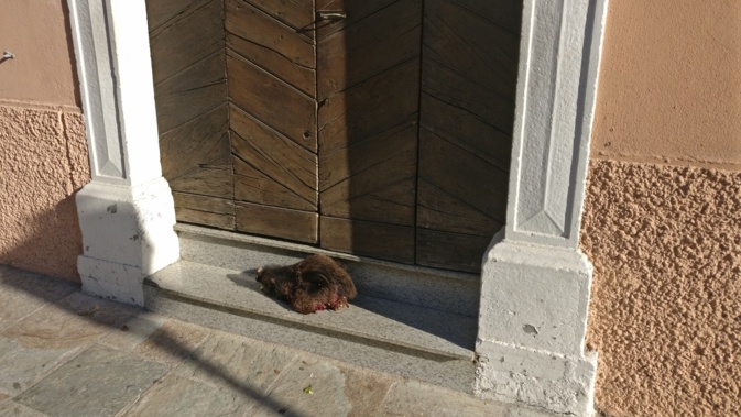 Corte : une tête de sanglier déposée devant un bar Corte : une tête de sanglier déposée devant un bar