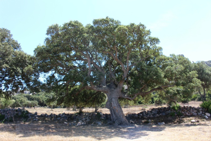 Sartene : le chêne-liège de Cauria sera t-il le plus bel arbre de l'année ?
