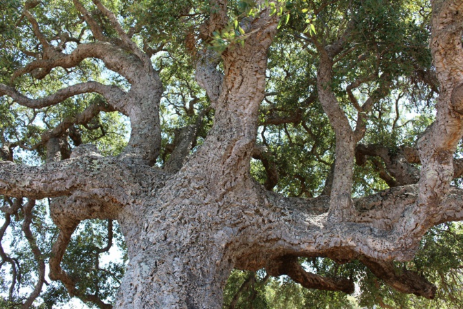 Sartene : le chêne-liège de Cauria sera t-il le plus bel arbre de l'année ? Sartene : le chêne-liège de Cauria sera t-il le plus bel arbre de l'année ?
