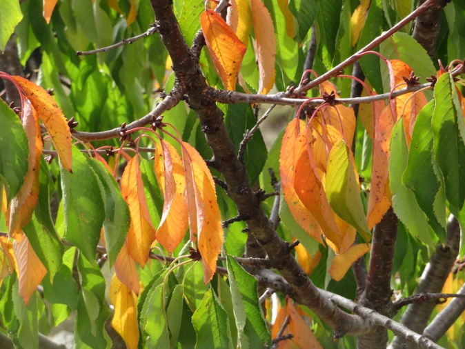 Automne dans les cerisiers, photo de Françoise Geronimi
