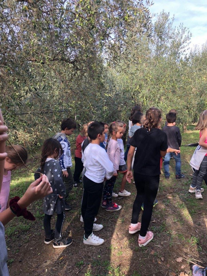 Un an après, les enfants du Nebbiu et de la Conca d'Oru retrouvent leurs oliviers Un an après, les enfants du Nebbiu et de la Conca d'Oru retrouvent leurs oliviers