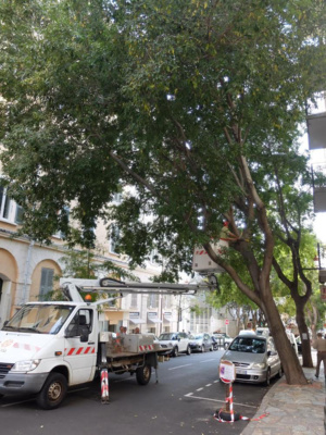 Environnement. Un diagnostic santé innovant pour deux micocouliers de Bastia