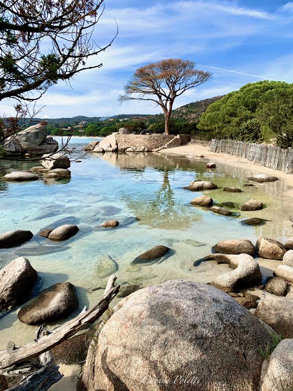 La photo du jour : Palombaggia,  la fin du célèbre pin parasol ?