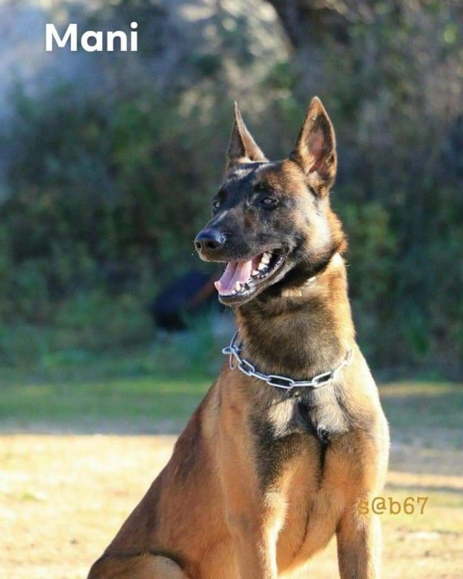 Ajaccio : qui a vu Mani ? Ajaccio : qui a vu Mani ?