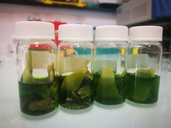 Photo : Université de Corse. Photo : Université de Corse.