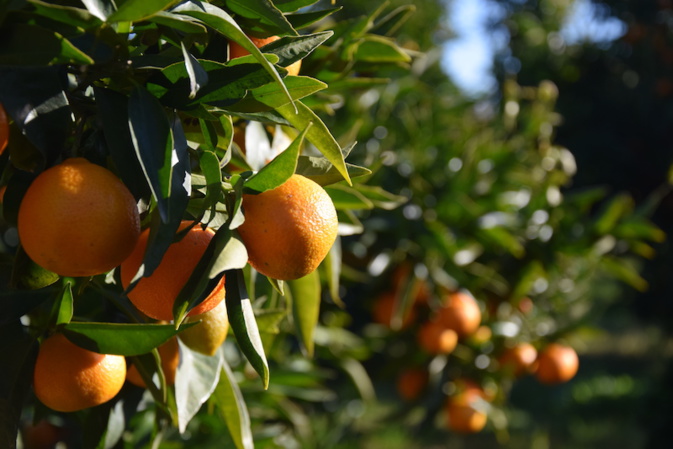 Credit photo Inter Bio Corse Credit photo Inter Bio Corse