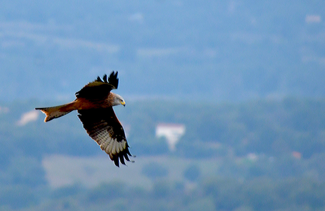 Photo Antoine de Seze