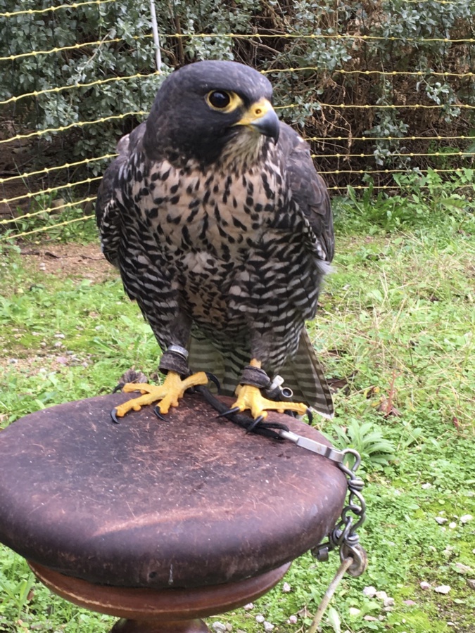Quand "Apollo", le faucon gerfaut, veille sur le ciel de Lisula Quand "Apollo", le faucon gerfaut, veille sur le ciel de Lisula