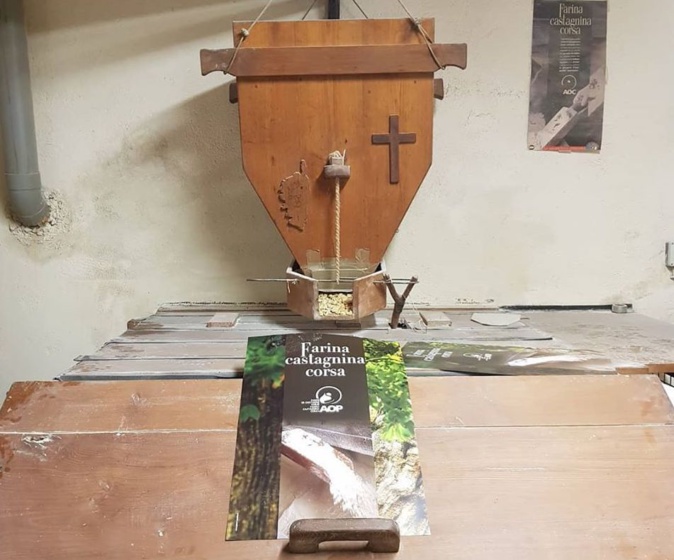 Le châtaignier corse va mieux mais le label "AOP Farina Castagnina Corsa" sous surveillance