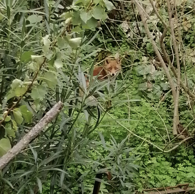 Bastia : quand les renards arrivent en ville Bastia : quand les renards arrivent en ville