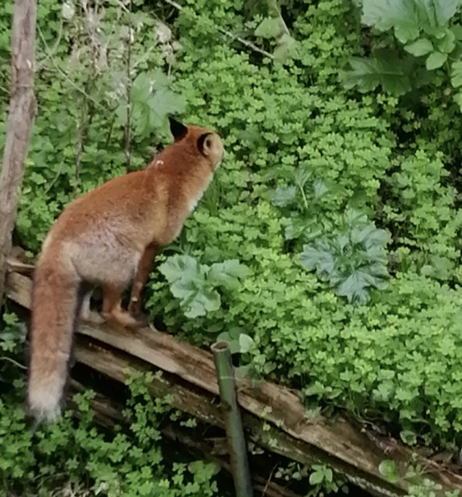 Bastia : quand les renards arrivent en ville Bastia : quand les renards arrivent en ville