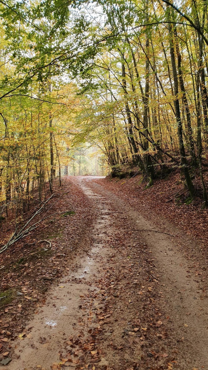 Photo : Sebastien Grippi