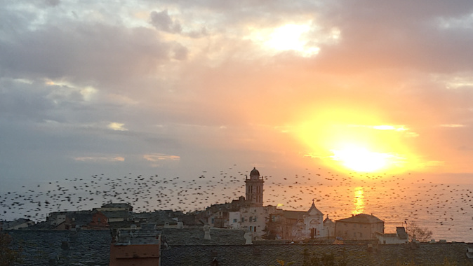 La photo du jour : nuée d'étourneaux sur Bastia